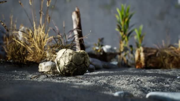 An old torn soccer ball thrown lies on sand of sea beach — Stock Video