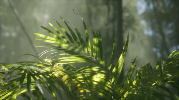 Ljust ljus skiner genom den fuktiga dimmiga dimman och djungelbladen — Stockvideo