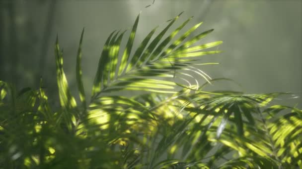 Lumière vive qui brille à travers le brouillard humide et les feuilles de la jungle Séquence Vidéo Libre De Droits