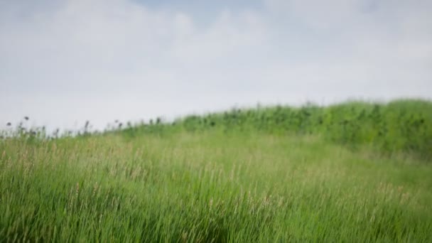 Field of green fresh grass under blue sky — Stock Video