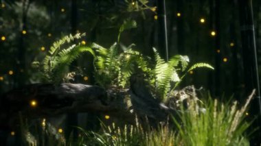 Eğreltiotlarının büyüdüğü ve güneş ışığının parladığı yatay eğimli ağaç gövdesi.