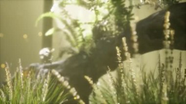 Eğreltiotlarının büyüdüğü ve güneş ışığının parladığı yatay eğimli ağaç gövdesi.