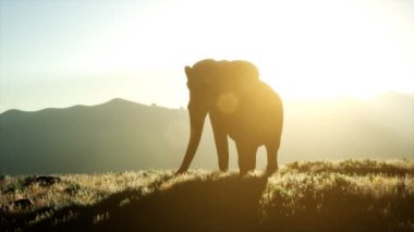 Yaşlı Afrika fili gün batımına karşı savanda yürüyor.