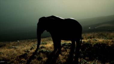 Yaşlı Afrika fili gün batımına karşı savanda yürüyor.