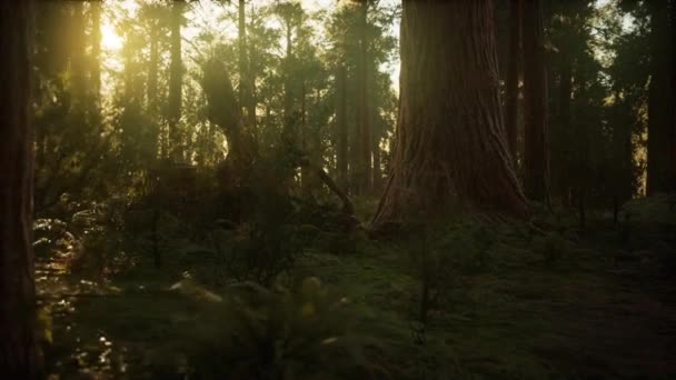 Гиперлапс в секвойском лесу с восходом солнца — стоковое видео