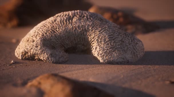 Old coral on the sand beach — Stock Video