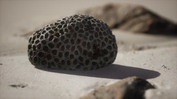 Old coral on the sand beach — Stock Video