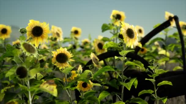 Vieja guadaña de estilo vintage y campo de girasol — Vídeo de stock