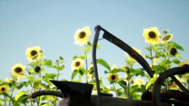 Vieja guadaña de estilo vintage y campo de girasol — Vídeo de stock