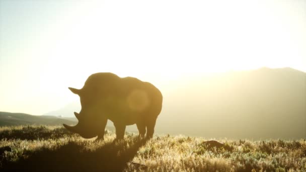 Rhino stojący na otwartej przestrzeni podczas zachodu słońca — Wideo stockowe