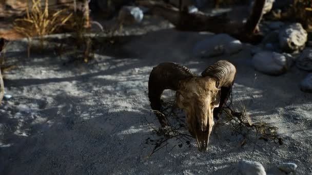 沙漠中一头死了的公羊的头骨 — 图库视频影像