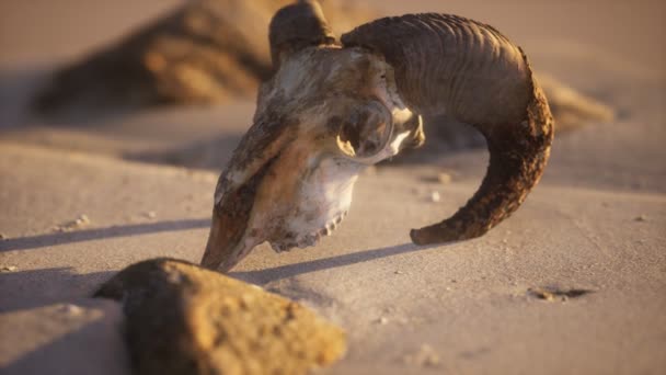 Schedel met ramhoorns op het strand — Stockvideo