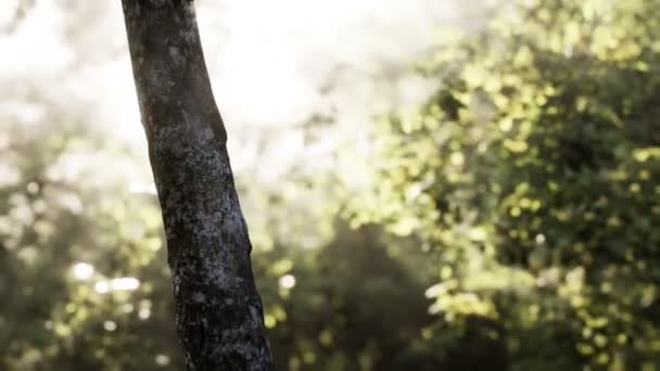 Zonnestralen stromen door bomen in mistig bos — Stockvideo