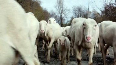 Keçi sürüsü mera üzerinde