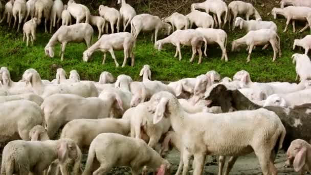 Herd of goats on pasture eating grass — Stock Video