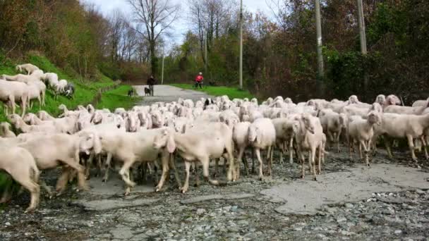 Стадо козлів на пасовищі — стокове відео