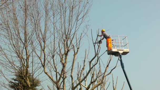 Jardinero en una grúa que corta ramas de árboles — Vídeo de stock