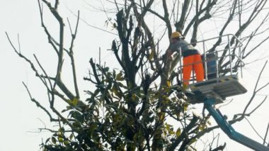 Bahçıvan bir vinç kesme ağaç dalları üzerinde