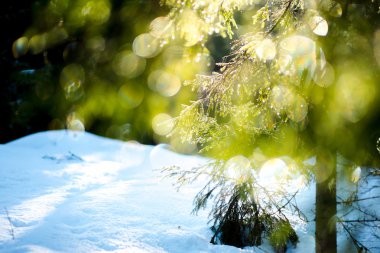 Buz damlacıkları güneşte pırıl pırıl köknar ağacı dalları.