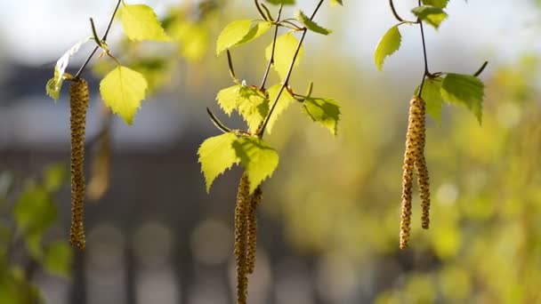 Daun hijau muda dari pohon birch di awal musim semi — Stok Video