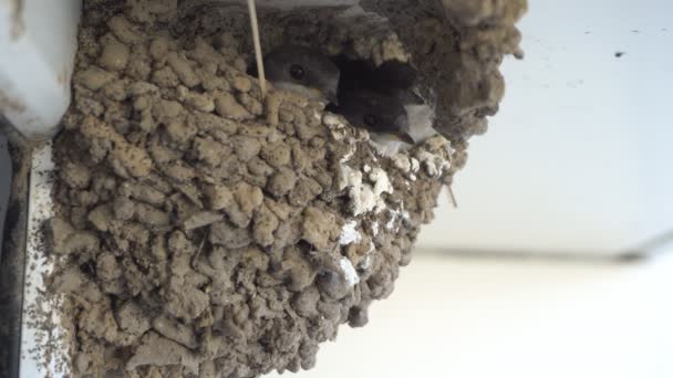 粘土でできた巣屋根の下で、家の壁にあります。ツバメの雛、食べ物、ハエやそれらをフィード. — ストック動画