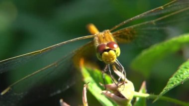 Vahşi bir yusufçuk başını çevirir. Yakın çekim ve makro çekim