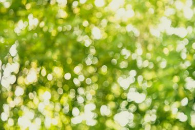 Yeşil bokeh