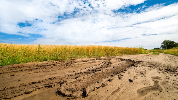 Road in field with ripe wheat — Stock Photo, Image