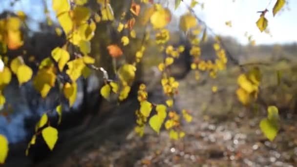 Herfst berk verlaat zwaaiend in de wind wind — Stockvideo