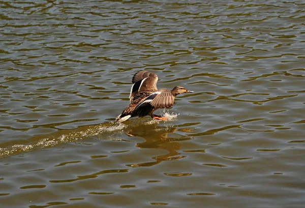 野生のアヒルが湖に飛んできた — ストック写真