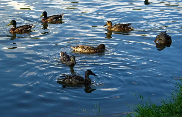 Wildenten Auf Einem Waldsee — Stockfoto