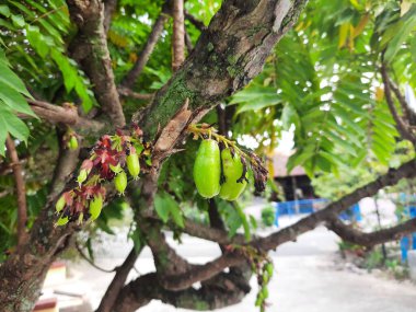 Averrhoa Bilibi 'nin tadı çok ekşi.