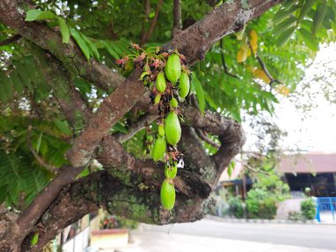 Averrhoa Bilibi 'nin tadı çok ekşi.
