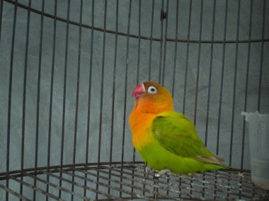 Aşk kuşu kafeste, yeşil aşk kuşu