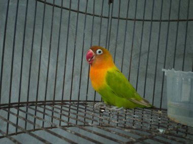 Aşk kuşu kafeste, yeşil aşk kuşu