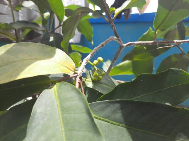 Beyaz haşerelerin istilasına uğramış genç bir elma ağacının ilk meyvesi.