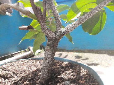 Gül elması gövdesi beyaz haşerelerle kaplanmış.