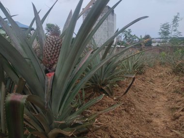  Bahçeye ekilmiş ananas ve yapraklar.