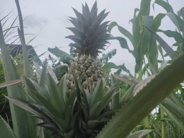  Bahçeye ekilmiş ananas ve yapraklar.