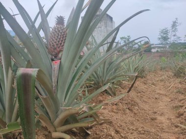 Bahçeye ekilmiş ananas ve yapraklar.