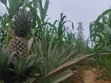 Bahçeye ekilmiş ananas ve yapraklar.