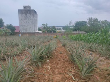 Bahçeye ekilmiş ananas ve yapraklar.