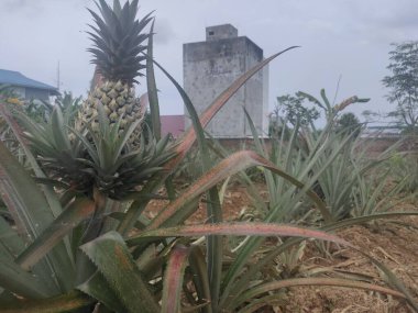 Bahçeye ekilmiş ananas ve yapraklar.