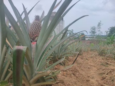 Bahçeye ekilmiş ananas ve yapraklar.