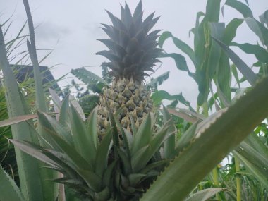 Bahçeye ekilmiş ananas ve yapraklar.