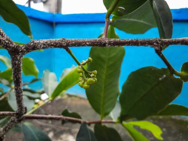 Bir saksının içine ekilmiş elma ağacı örneği ve çok genç meyveler.