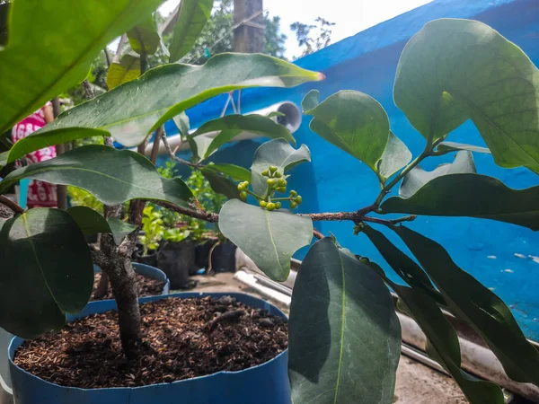 an example of an apple rose tree planted in a pot and starting to have very young fruit