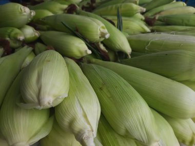 Çiftçi pazarında satılık yerel mısır.