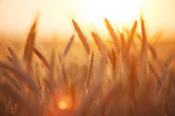 Rogge veld — Stockfoto