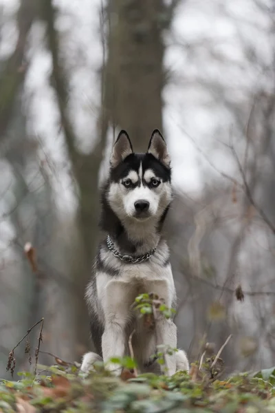 Husky em bosques — Fotografia de Stock